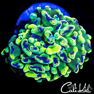 Tri Color Splatter Hammer