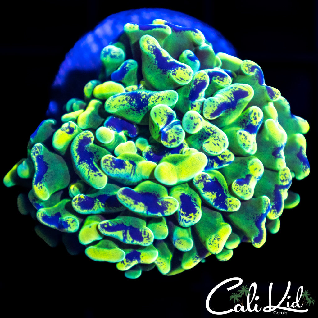 Tri Color Splatter Hammer