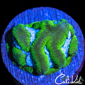 Prizm Favia
