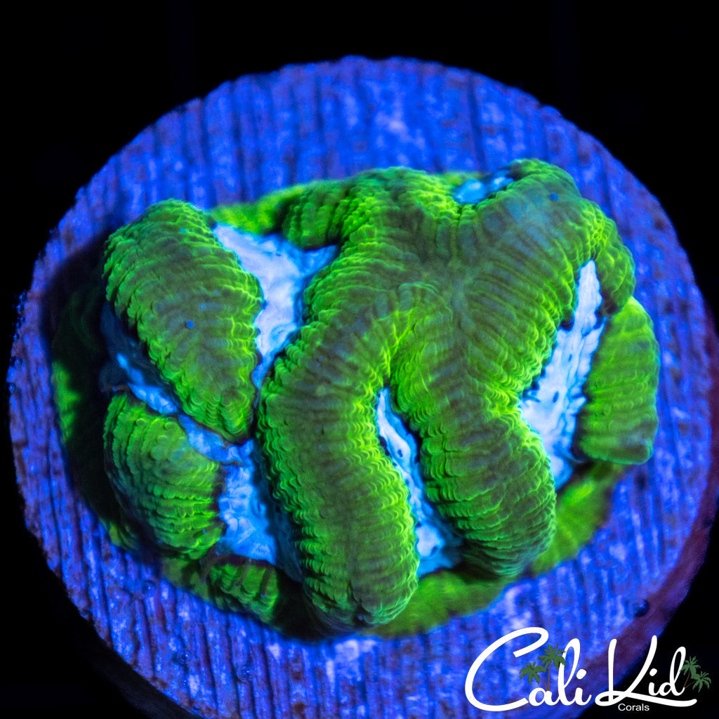 Prizm Favia