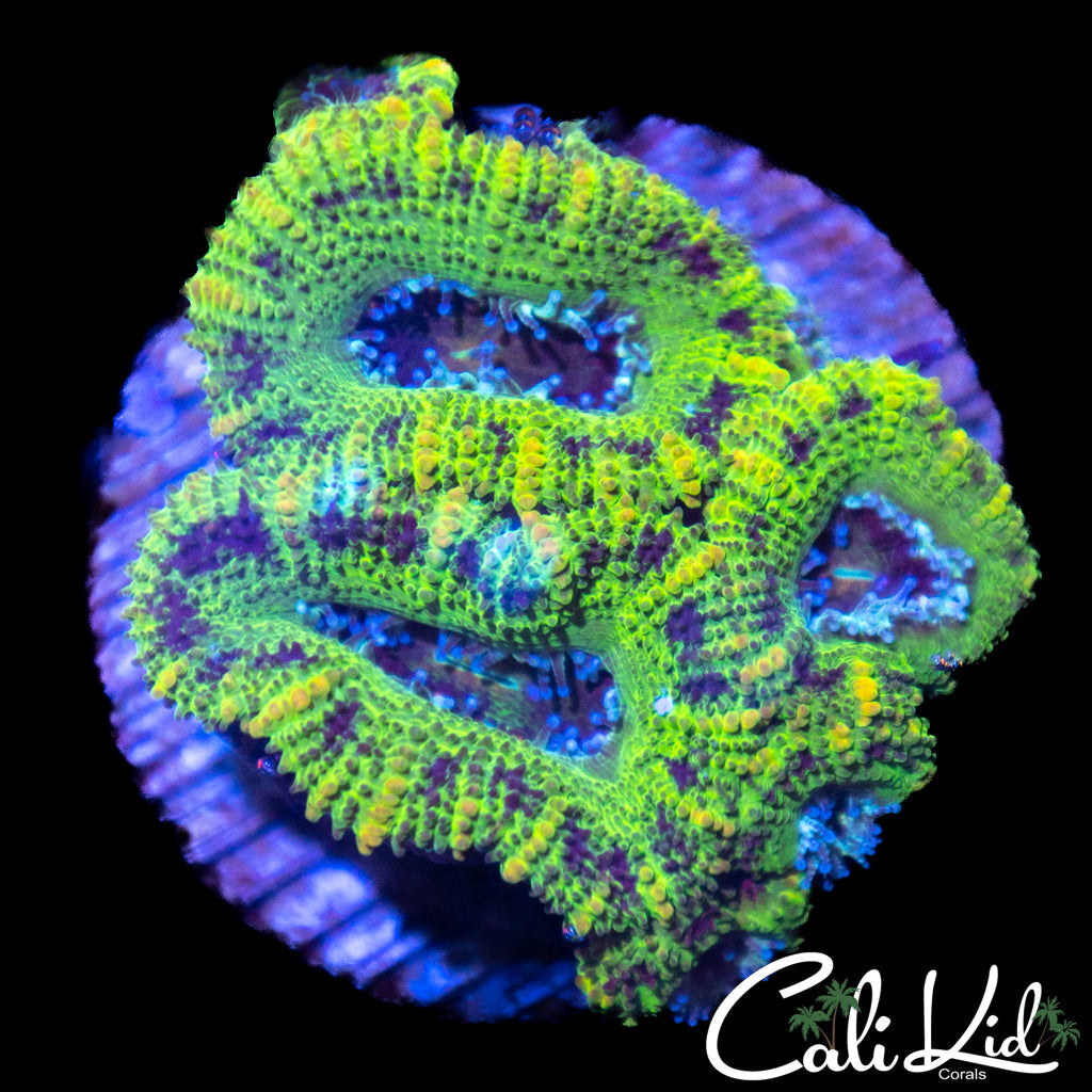 Croc Acan Quad