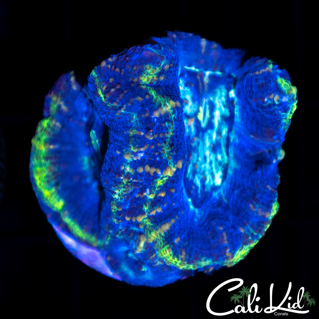 Mystery Coral