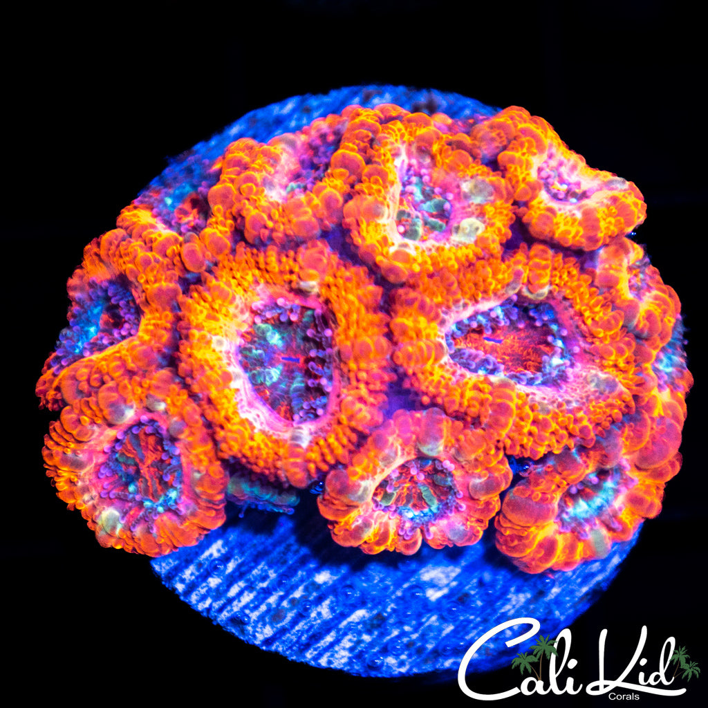 Orange Cream Acan Colony