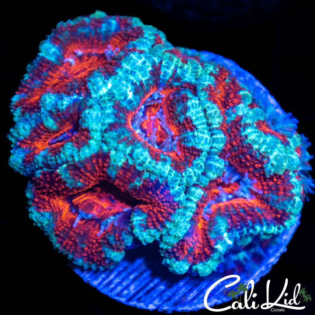 Red Eye Acan Mini Colony