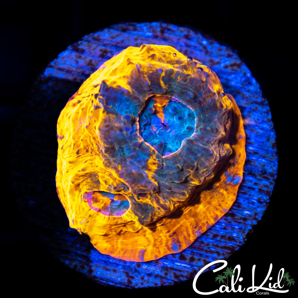 Blue Sea Eye Chalice