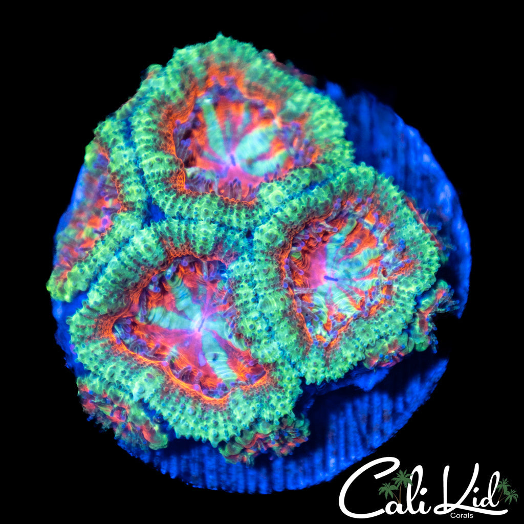 Ultra Acan Quad