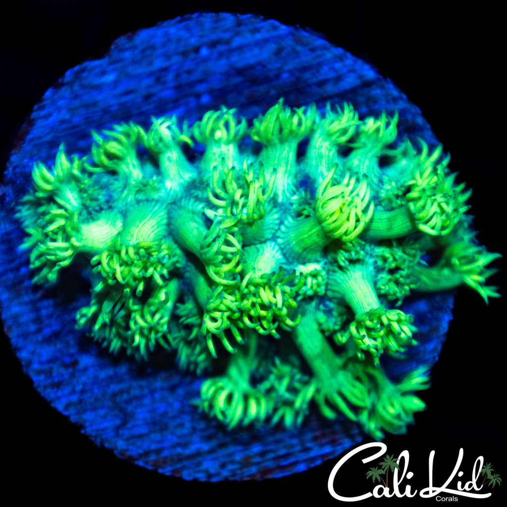 Ultra Green Goni