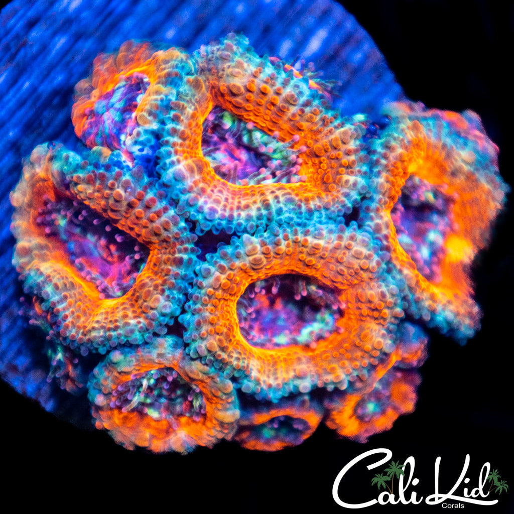Tri Color Acan Colony
