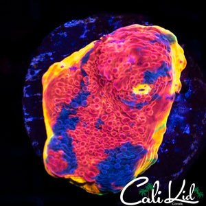 CK Candyland Chalice
