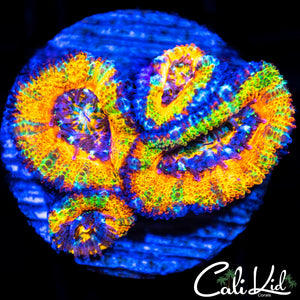 Amazig Rainbow Acan Quad
