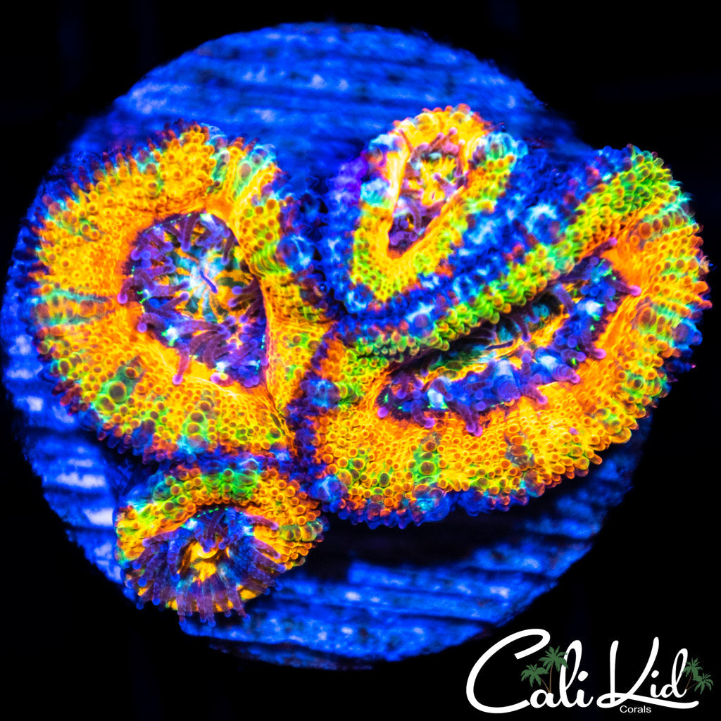 Amazig Rainbow Acan Quad