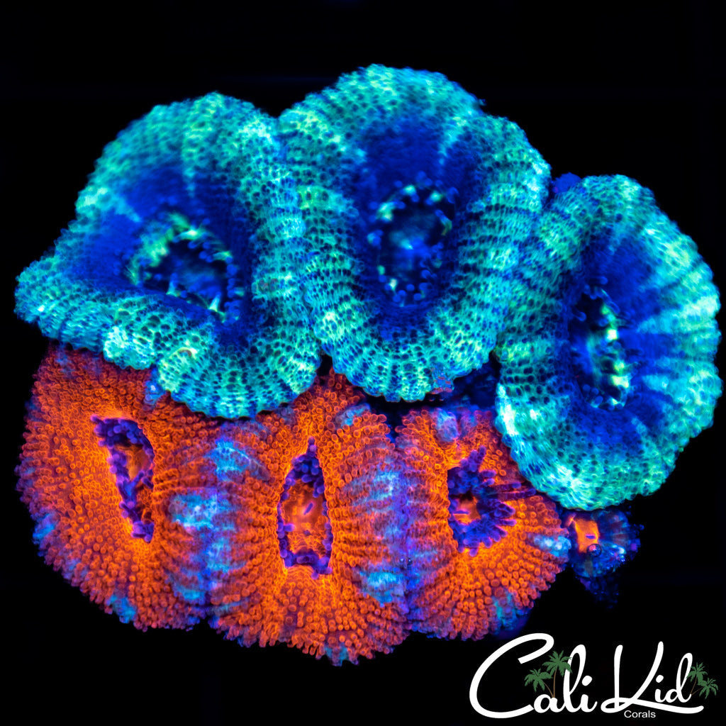 Ultra Acan Combo
