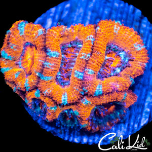 Ultra Stripe Acan Colony