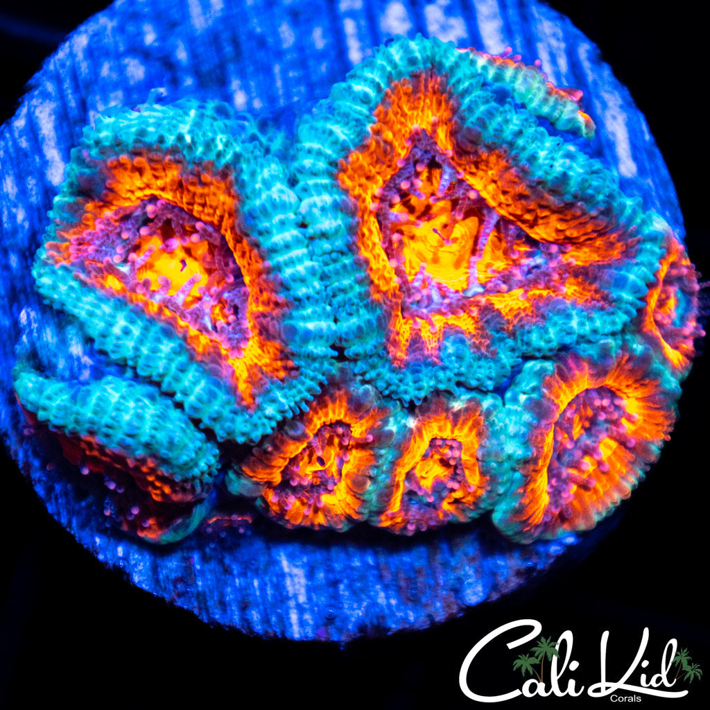 Volcano Acan Colony