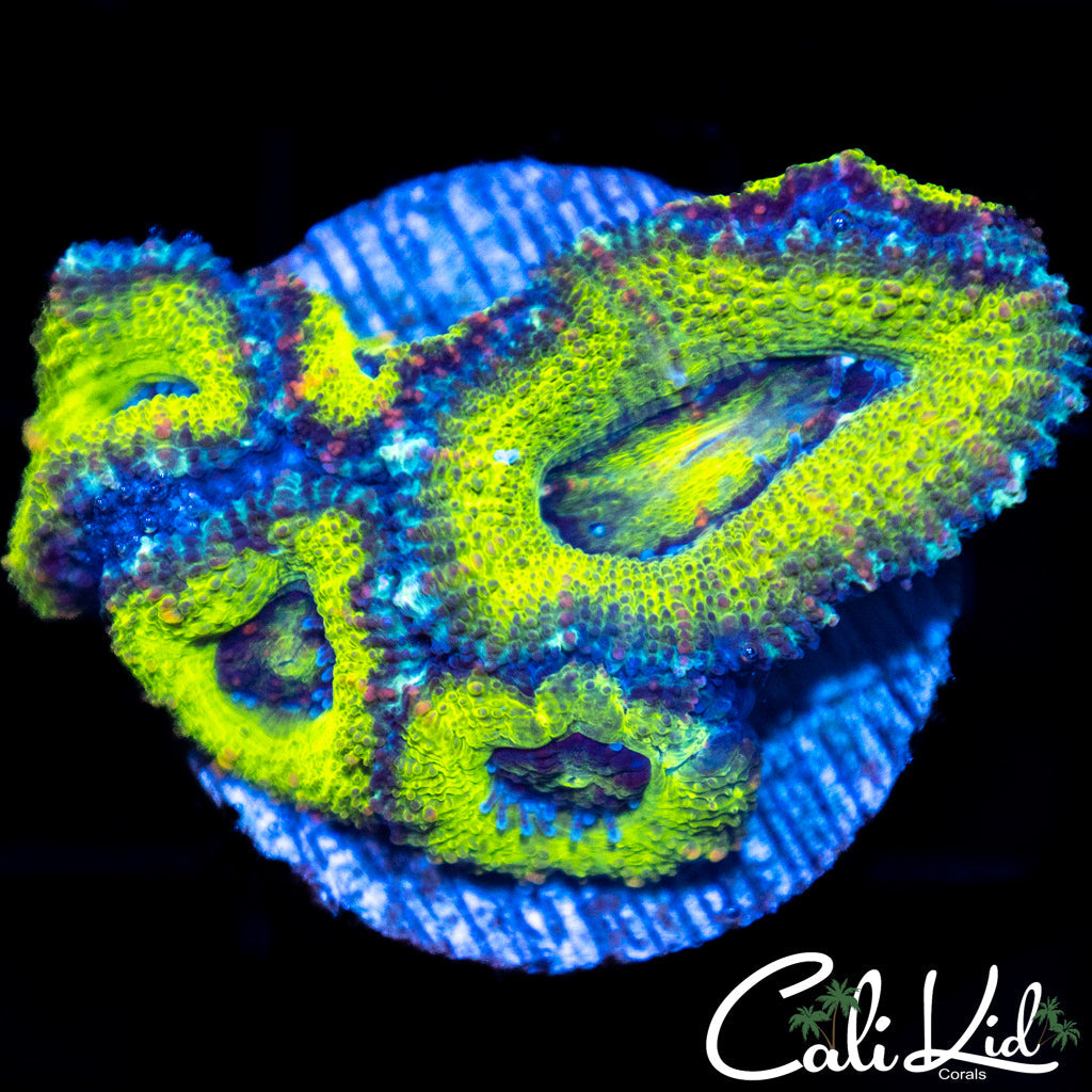 Ultra Acan Quad