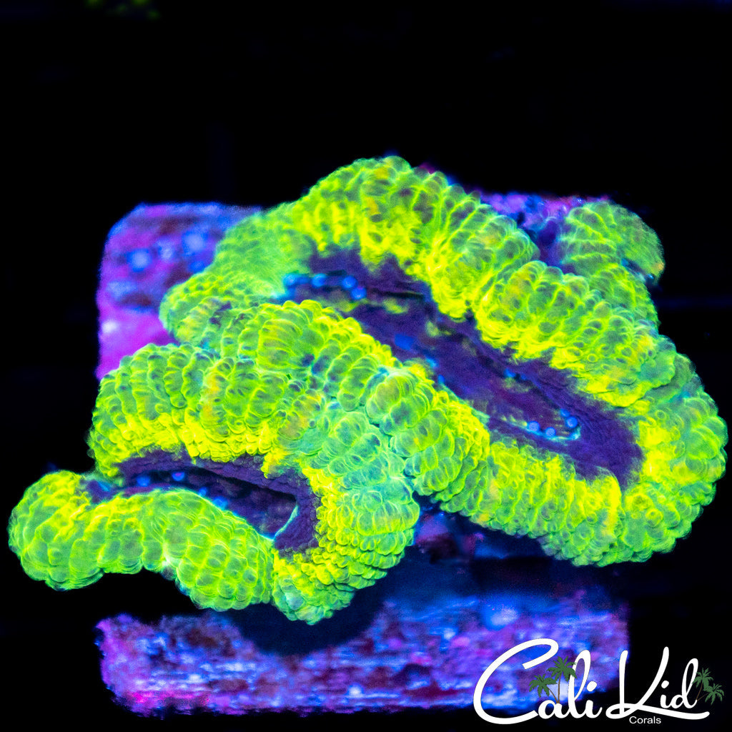Rasta Type Acan Triple
