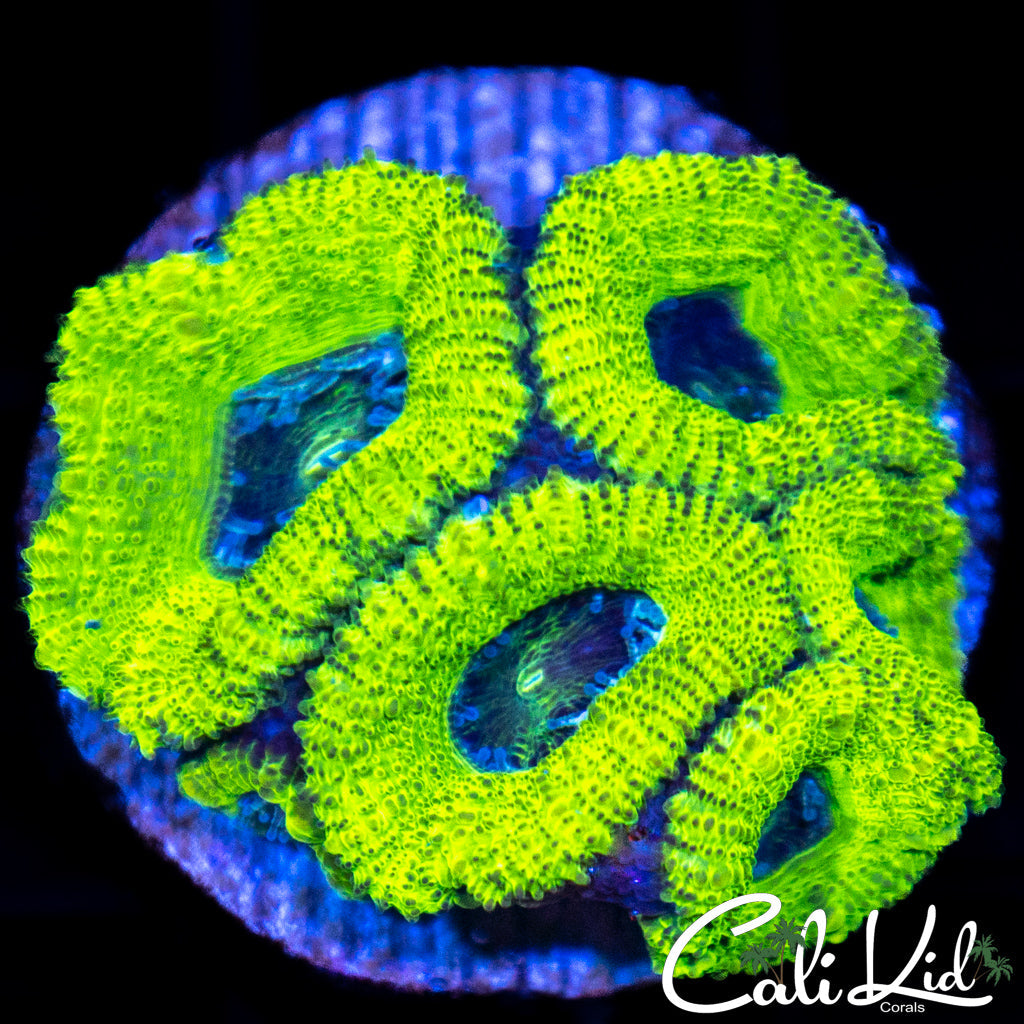 Lemon Lime Acan Mini Colony