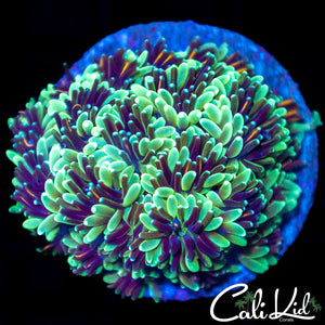 Golden Galaxia