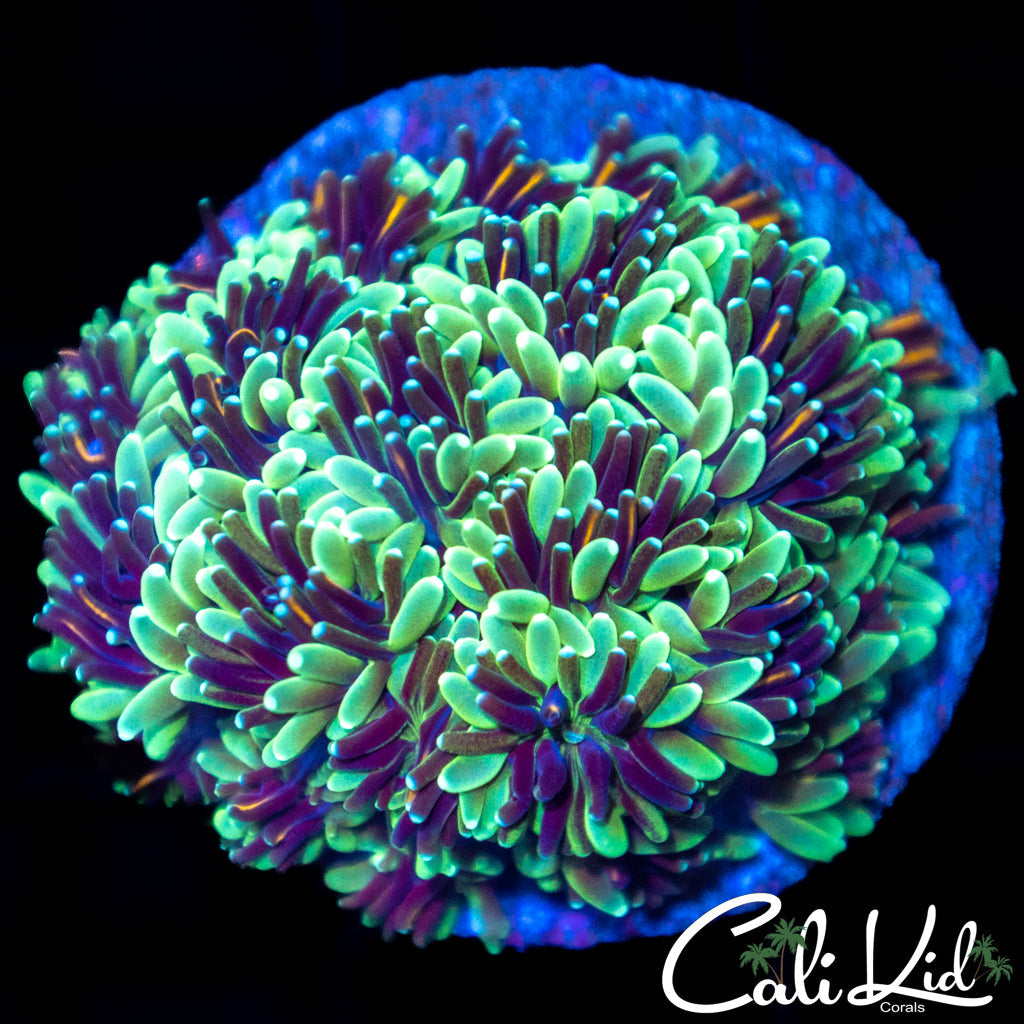 Golden Galaxia