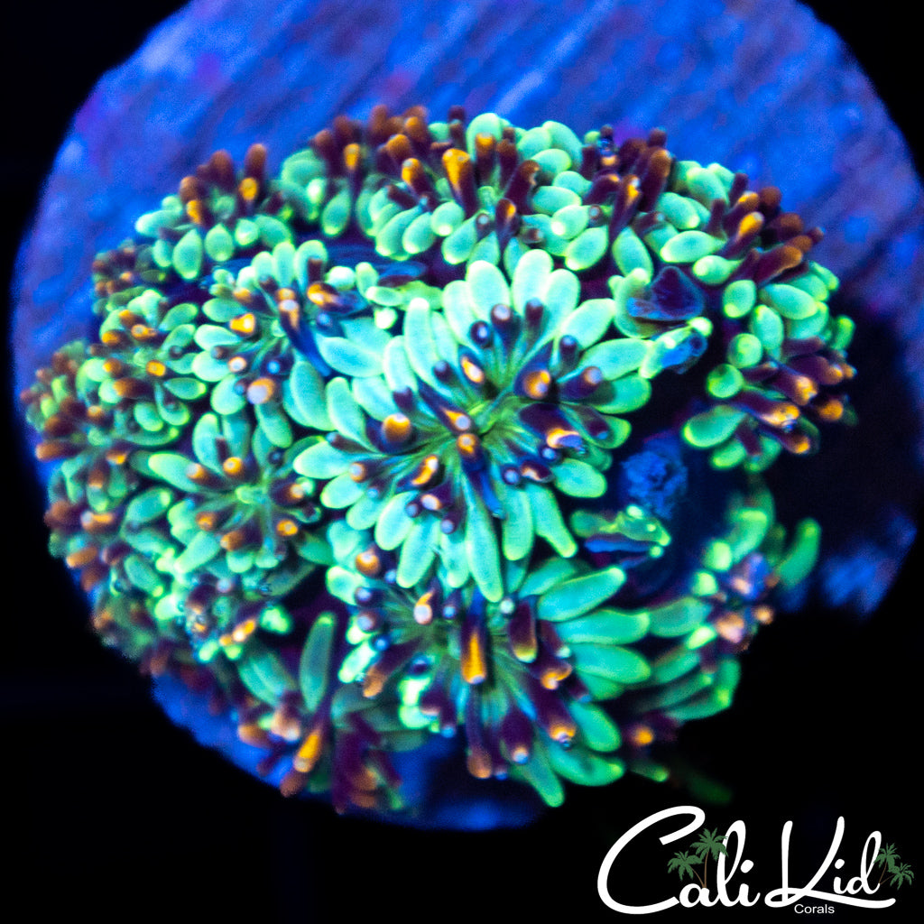 Golden Galaxia