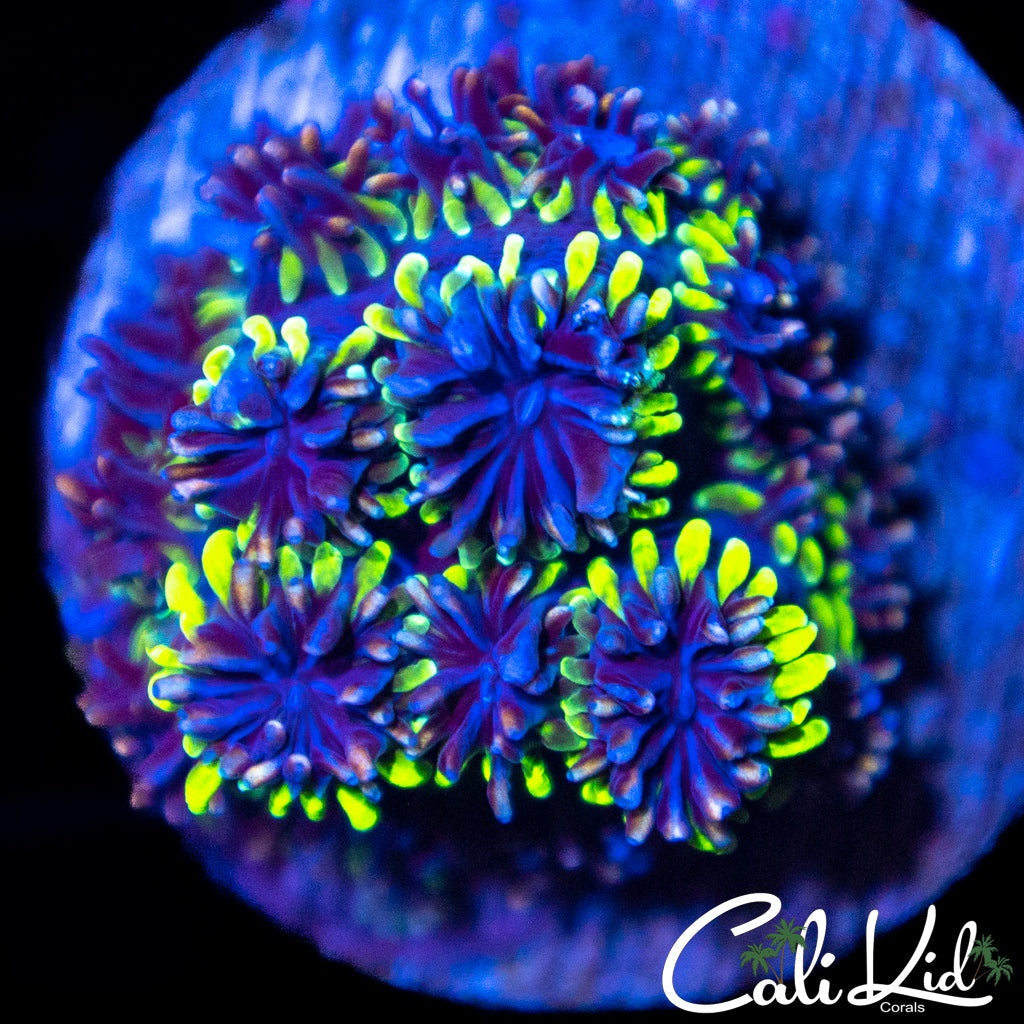 Rare Galaxia