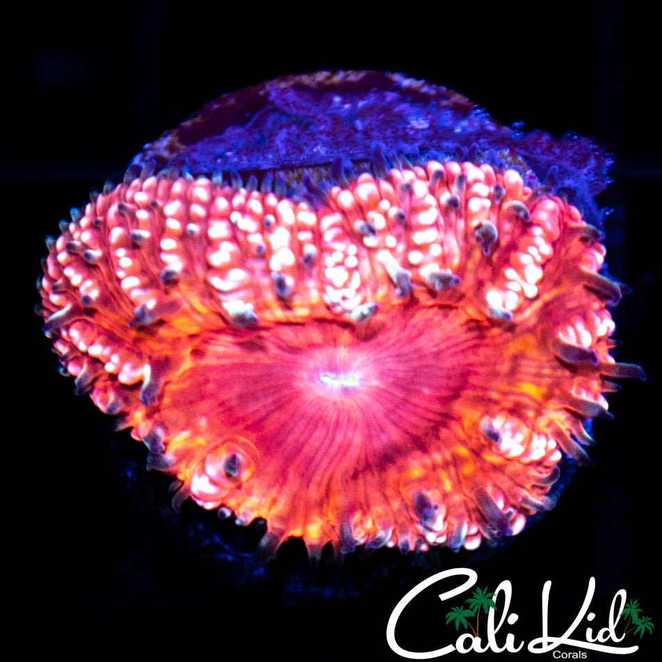 Pink Passion Blasto