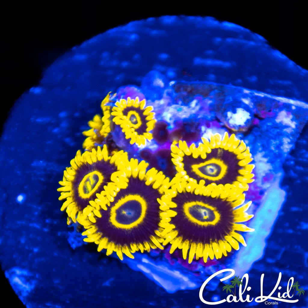 CK Golden Eye Mini Colony