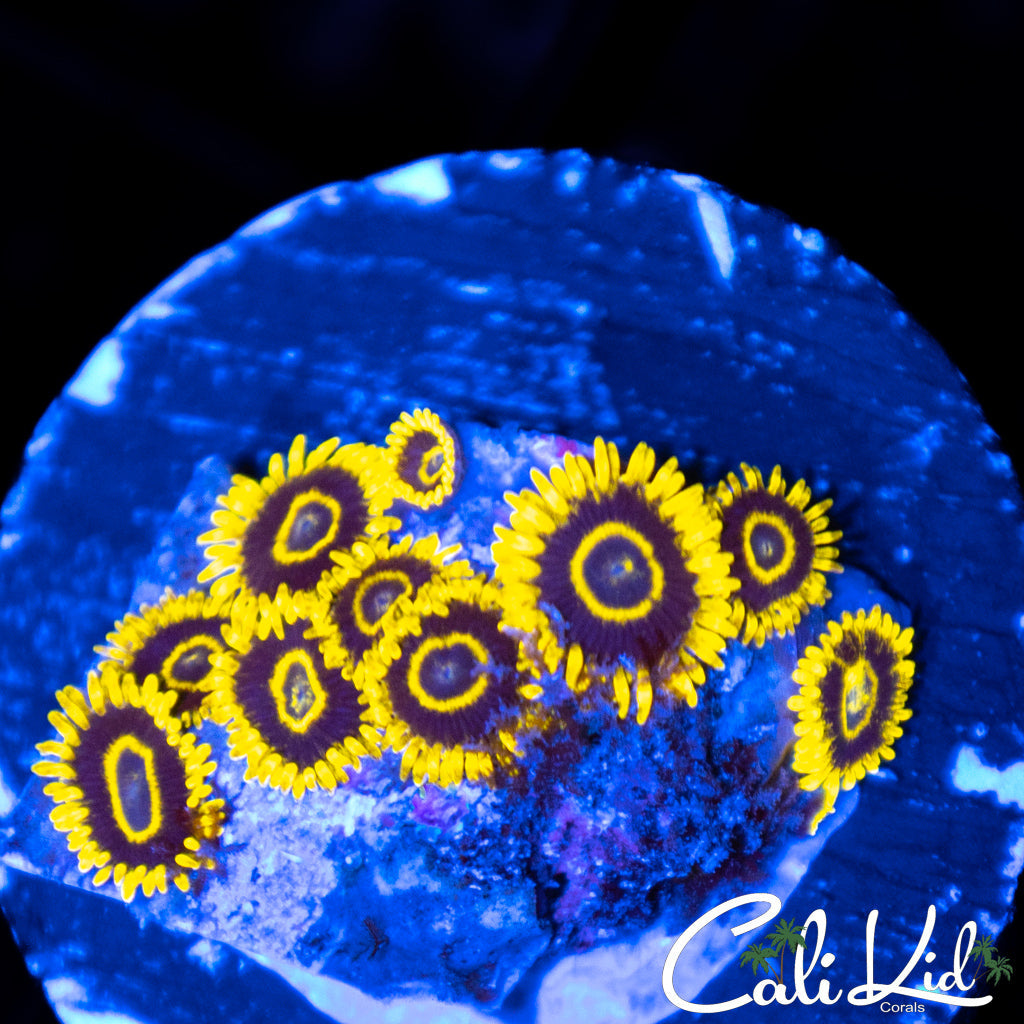 CK Golden Eye Mini Colony