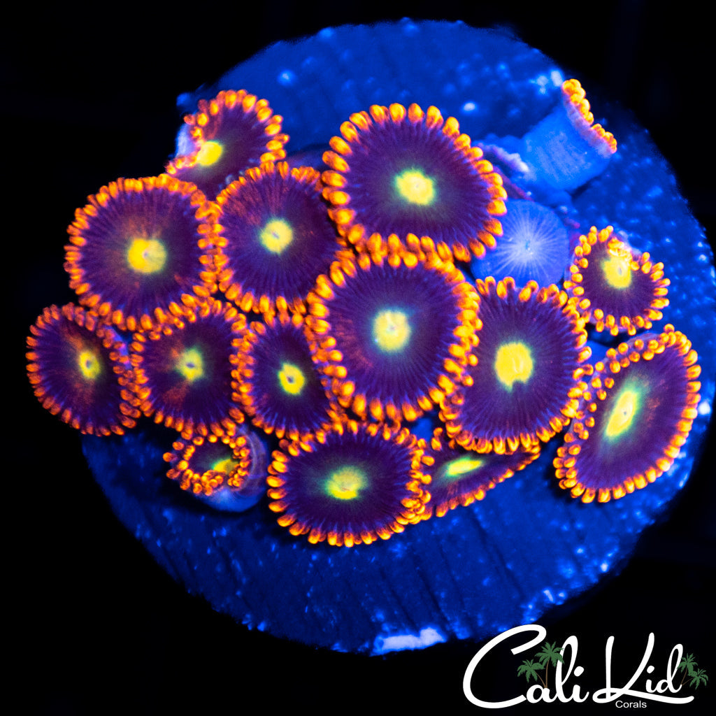 Ultra Zoa Mini Colony