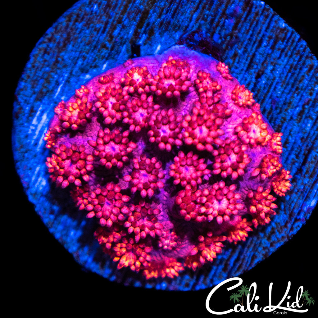 Hyper PInk Goni