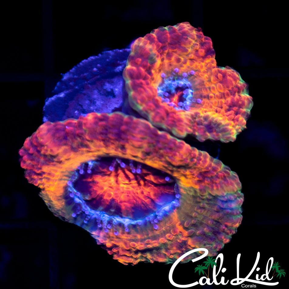 CK Merkules 2.0 Double