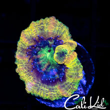 Load image into Gallery viewer, CK Now &amp; Later Acan
