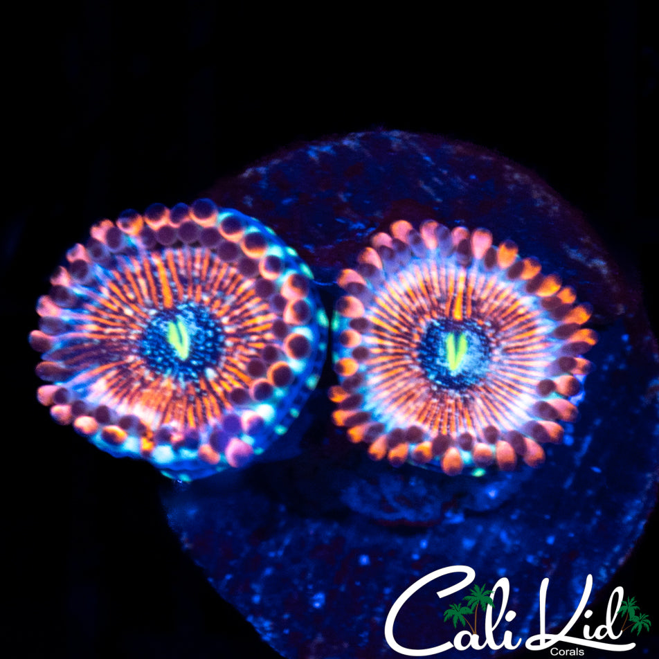 CB White Zombie Double