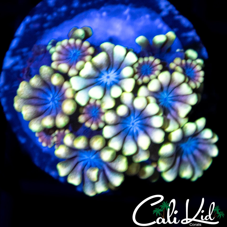 Bi Color Alveopora