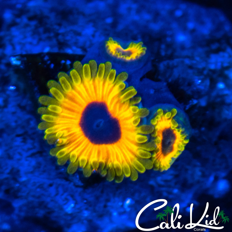 Great Owl Zoa Triple