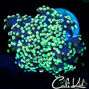 Ultra Frogspawn
