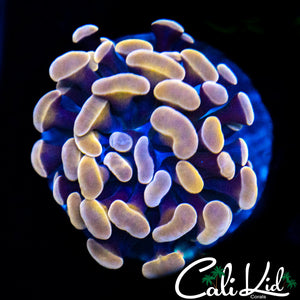 Baby Purple/Gold Hammer