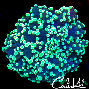 Golden Branching Hammer