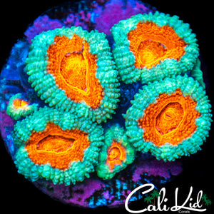 Pumpkin Acan Mini Colony