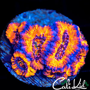 Ultra Acan Mini Colony