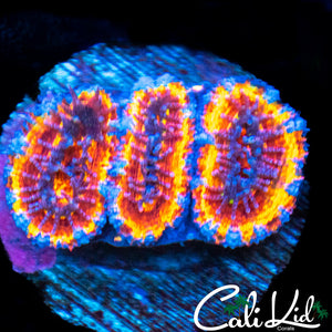Insane Rainbow Acan Triple