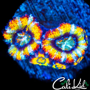 Insane Rainbow Acan Mini Colony