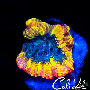 Yellow Submarine Favia Frag