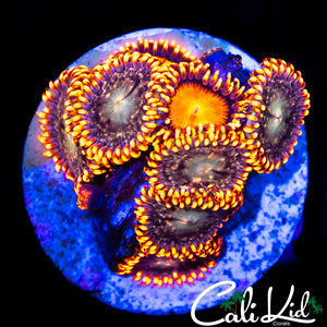 Assorted Zoa Mini Colony
