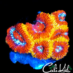 CK Firewater Micro