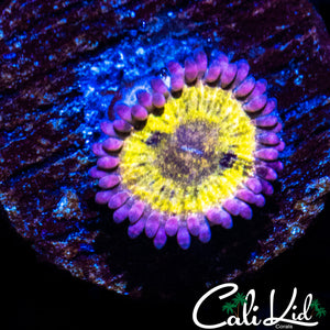 Mystery Zoa