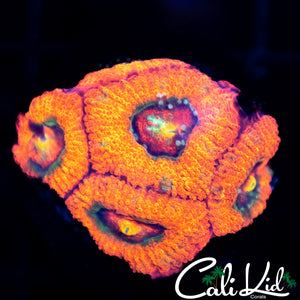 Rainbow Eye Mircromussa