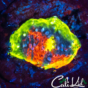 CK Candyland Chalice