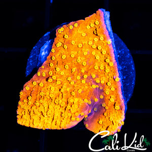 CK Starburst Monti