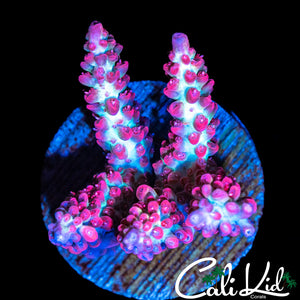 Shortcake Mini Colony